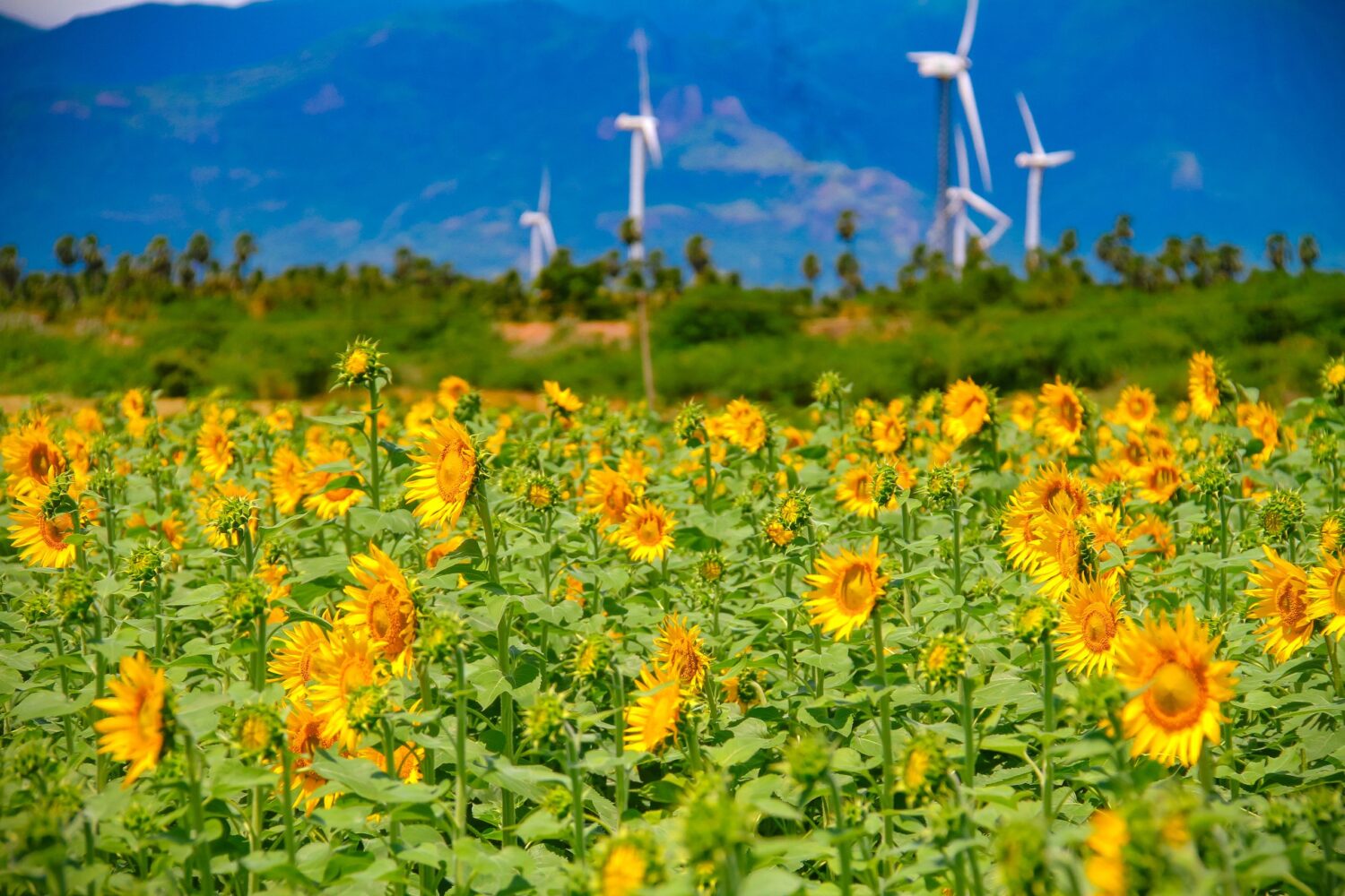 A stunning sunflower field with wind turbines under a clear blue sky.